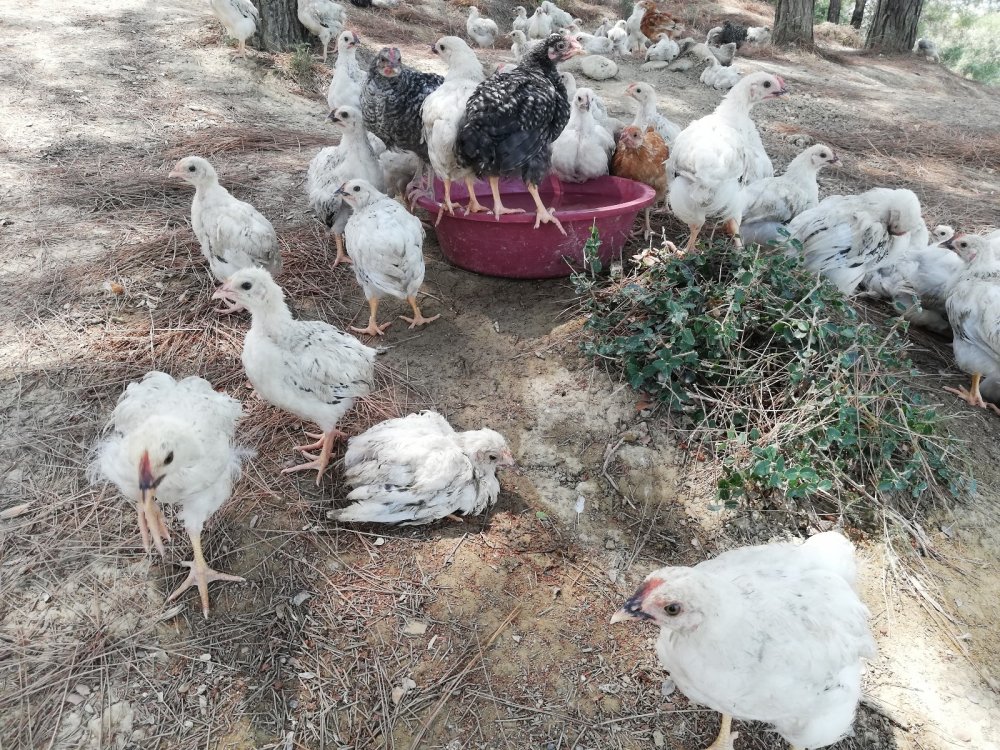 300 civcivi göl kenarında ölüme terk ettiler