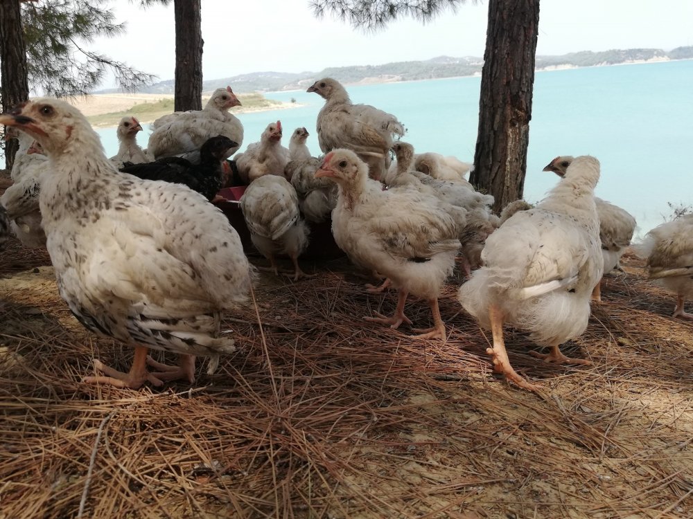 300 civcivi göl kenarında ölüme terk ettiler