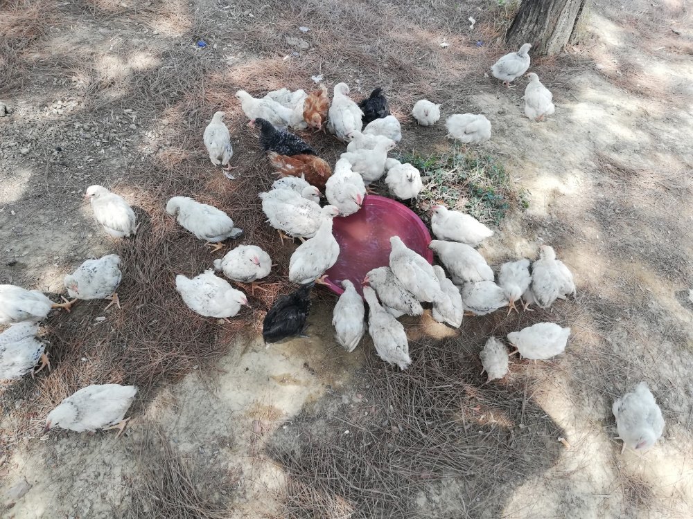 300 civcivi göl kenarında ölüme terk ettiler