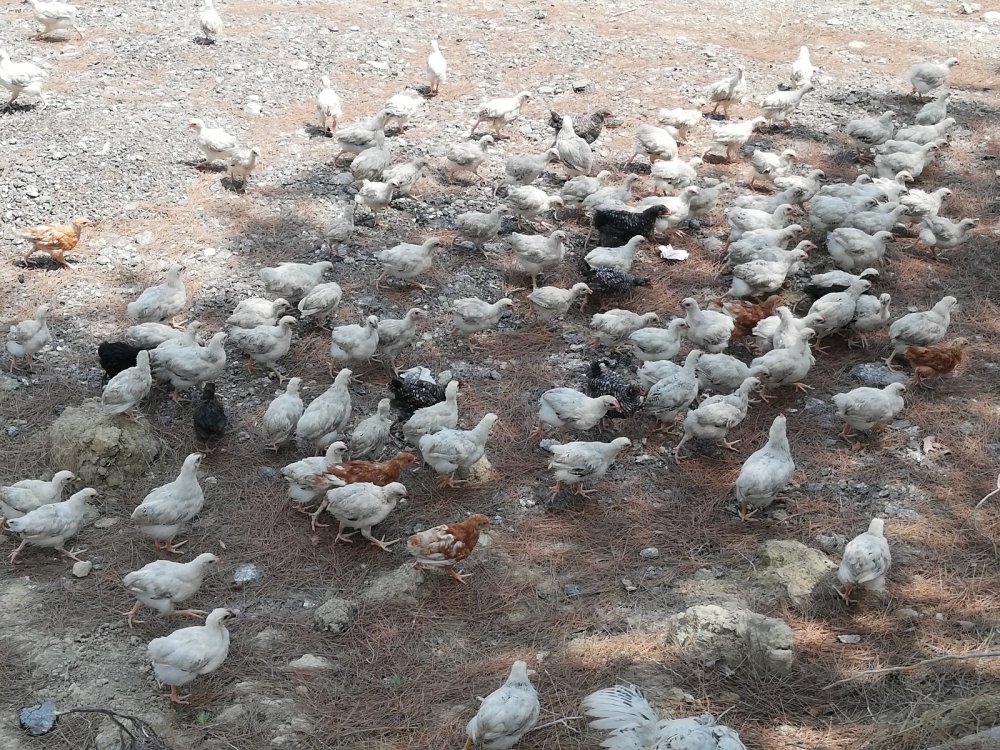 300 civcivi göl kenarında ölüme terk ettiler