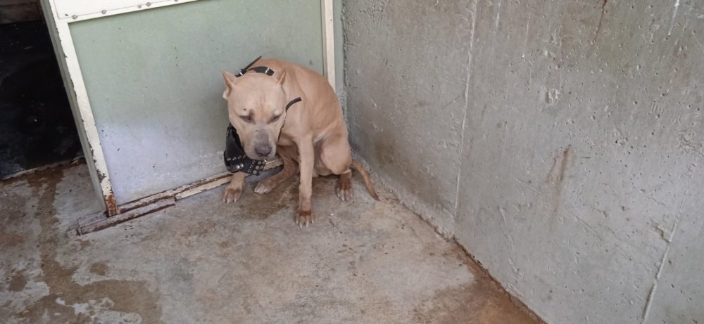 Afyon'da pitbull dehşeti! 2 kişi hastanelik oldu