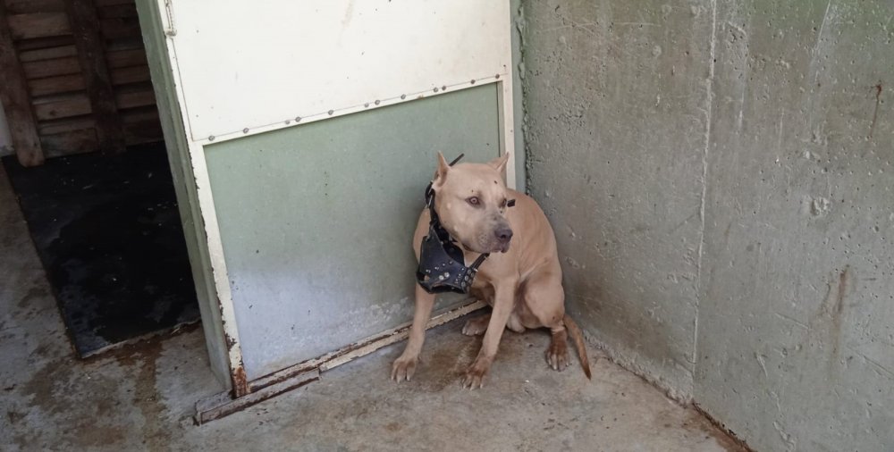 Afyon'da pitbull dehşeti! 2 kişi hastanelik oldu