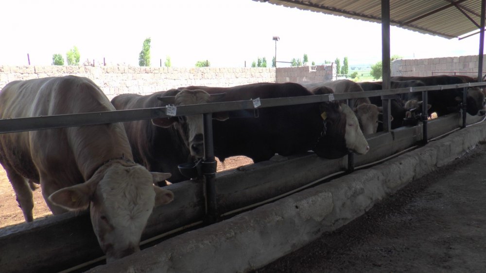 Kayseri’de kesilen kurban sayısı açıklandı