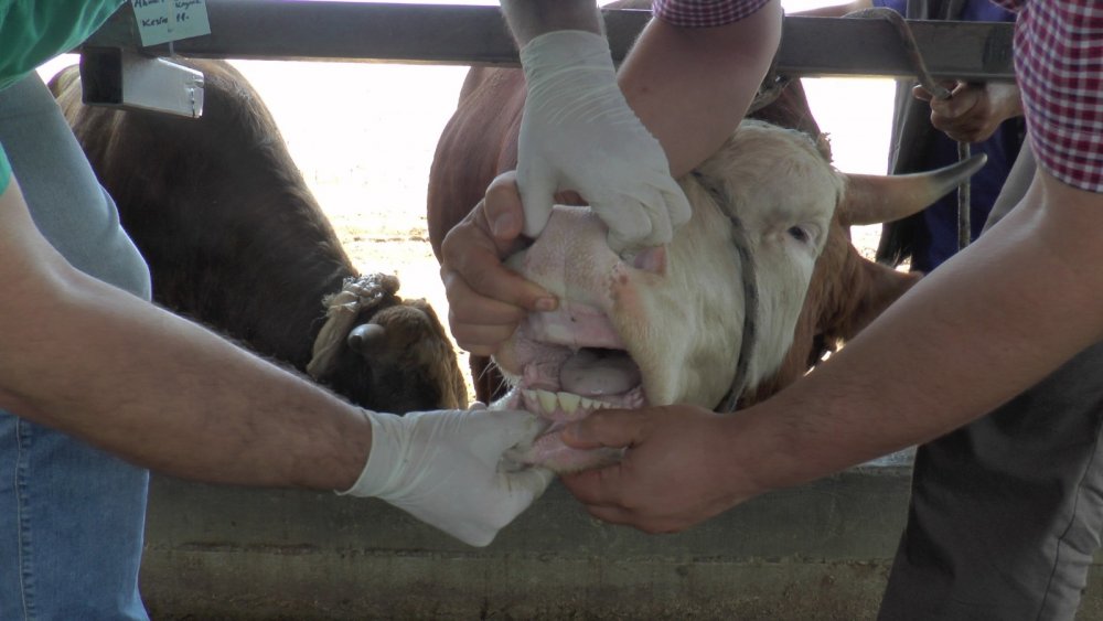 Kayseri’de kesilen kurban sayısı açıklandı