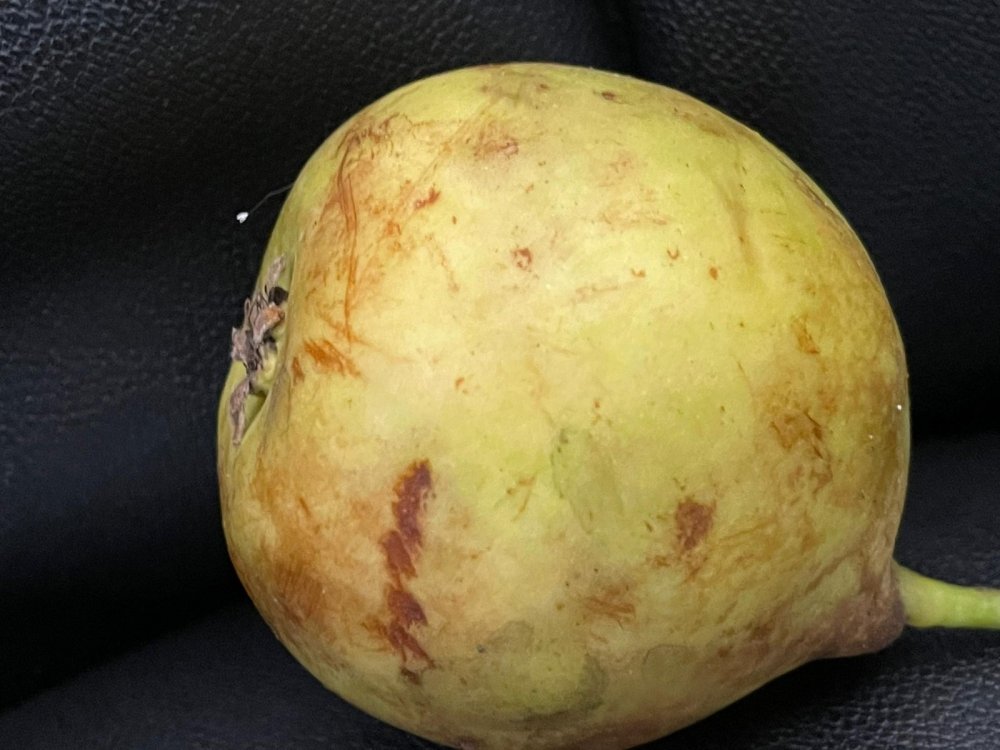 Udumbara çiçeğini yiyordu