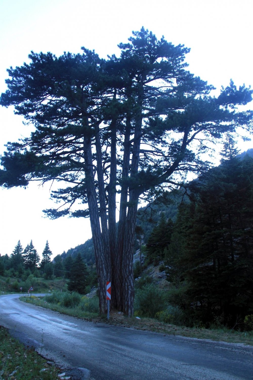 Derebucak sınırlarındaki bu ağacı görenler fotoğraf çekmeden geçmiyor