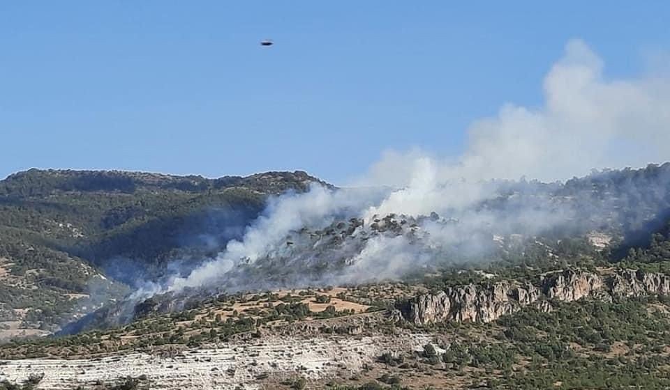 Ankara'da orman yangını