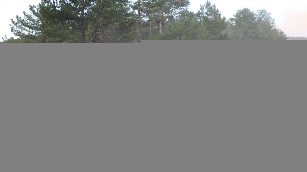 Denizli'de binlerce vatandaş yangına karşı seferber oldu
