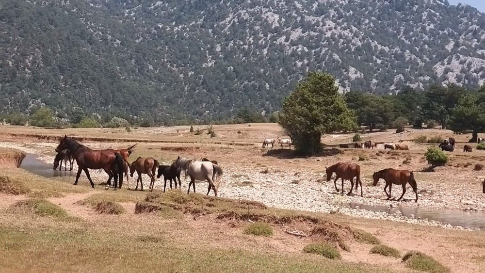 Akseki'de yangın kontrol altına alındı, Eynif Ovası yanıyor