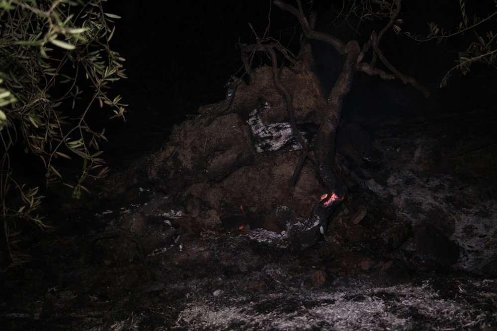 Manisa'da zeytinlikte yangın çıktı! Mahallelinin dikkati müdahaleyi hızlandırdı