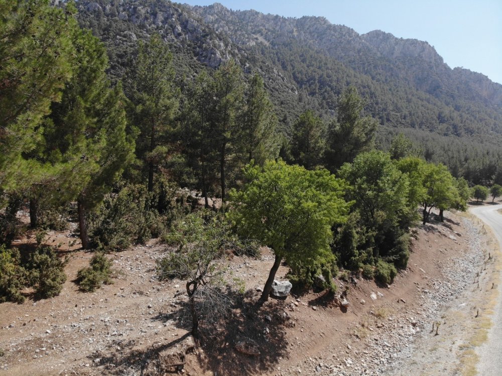 Proje başarılı oldu! Bu ormanda 30 yıldır yangın çıkmadı