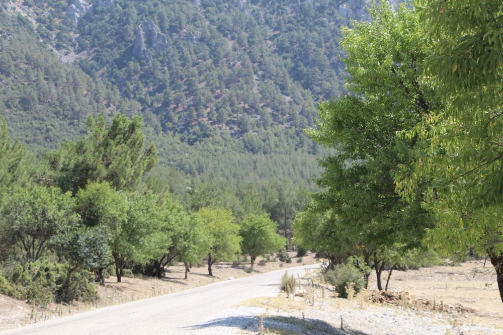 Proje başarılı oldu! Bu ormanda 30 yıldır yangın çıkmadı