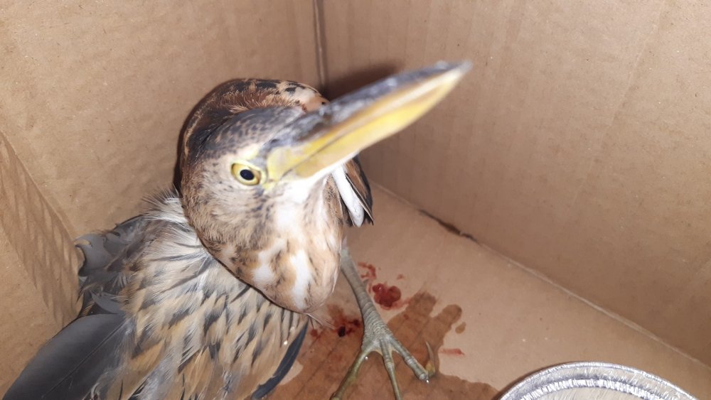 Gaziantep'te caniler kuşu vurup öylece bıraktı hayvanseverler kurtardı