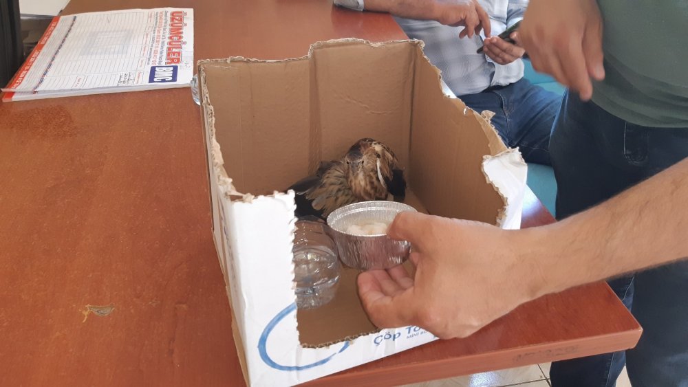 Gaziantep'te caniler kuşu vurup öylece bıraktı hayvanseverler kurtardı