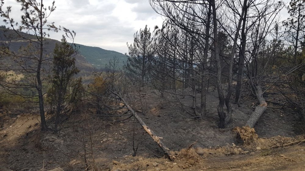 Karabük'te alevlere teslim olan yemyeşil ormanlık alan siyaha döndü