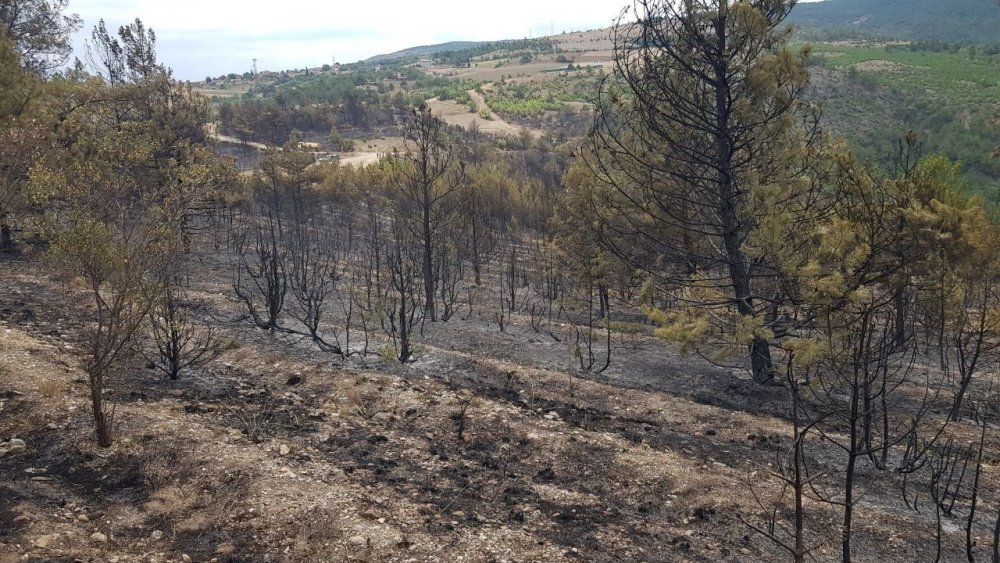 Karabük'te alevlere teslim olan yemyeşil ormanlık alan siyaha döndü