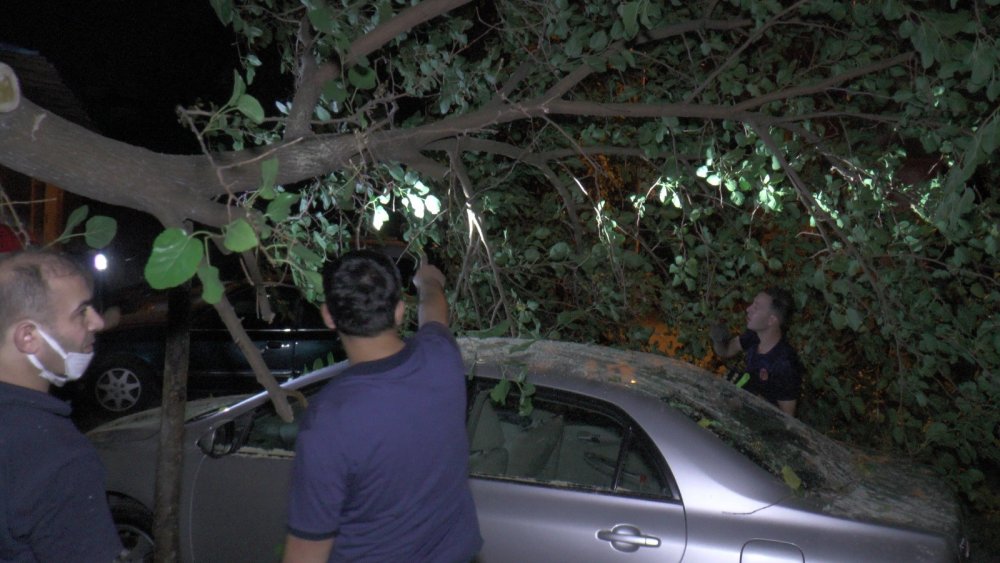 Çürük ağaç büyük bir gürültüyle otomobilin üzerine devrildi! Zamanlama faciayı önledi