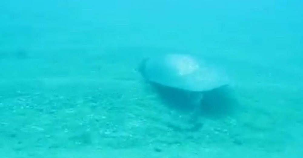 Antalya kıyılarında farklı deniz türleri görülüyor! Kendini kuma gömdü