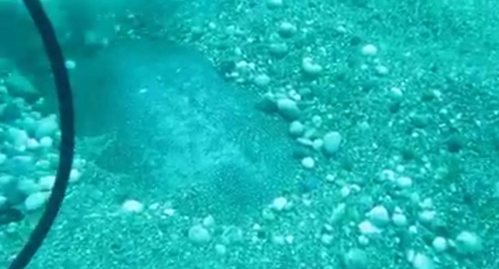 Antalya kıyılarında farklı deniz türleri görülüyor! Kendini kuma gömdü