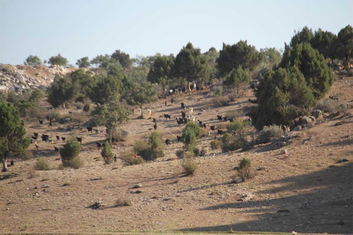 konya-kacti.jpg