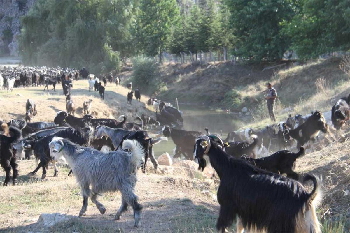konya-kactii.jpg