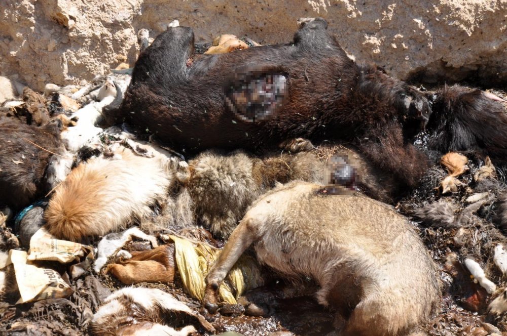 İstanbul Büyükşehir Belediyesi barınağında vahşet! Ölen hayvanları toplu mezara gömdüler