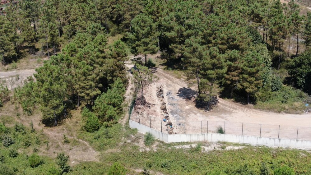 İstanbul Büyükşehir Belediyesi barınağında vahşet! Ölen hayvanları toplu mezara gömdüler
