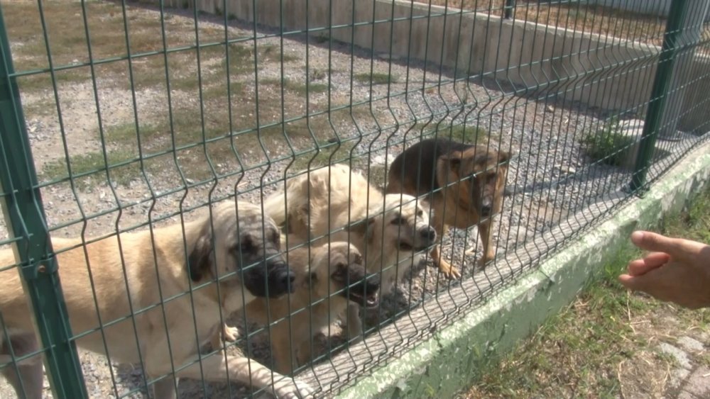 İBB Tuzla hayvan bakımevindeki skandalı yalanladı