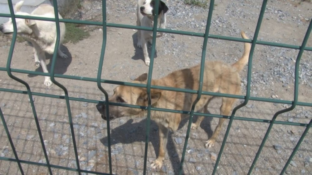 İBB Tuzla hayvan bakımevindeki skandalı yalanladı