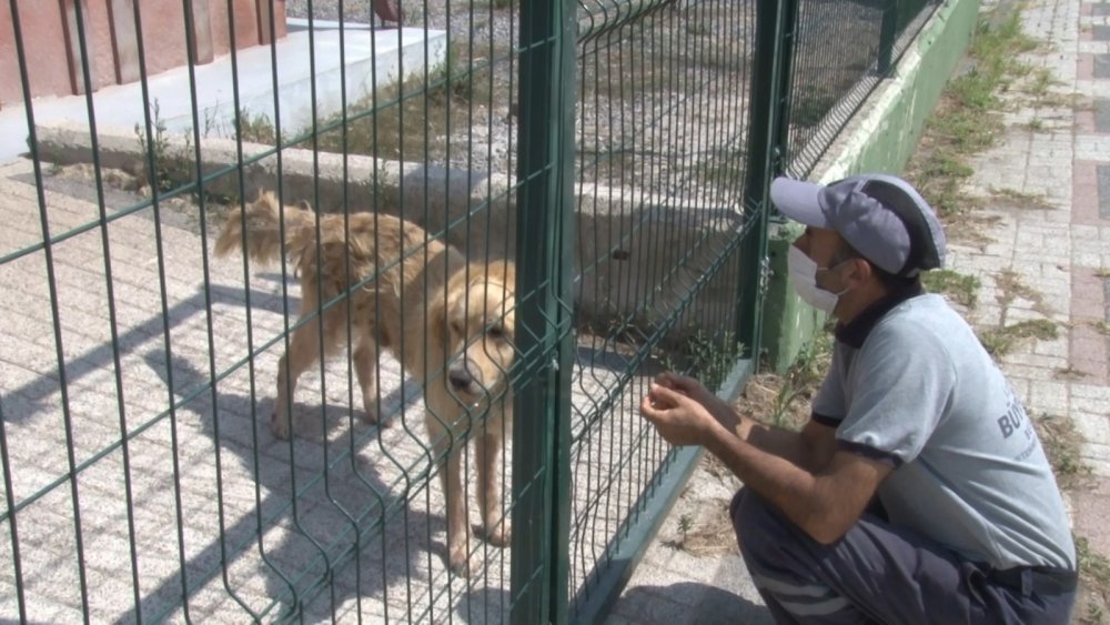 İBB Tuzla hayvan bakımevindeki skandalı yalanladı