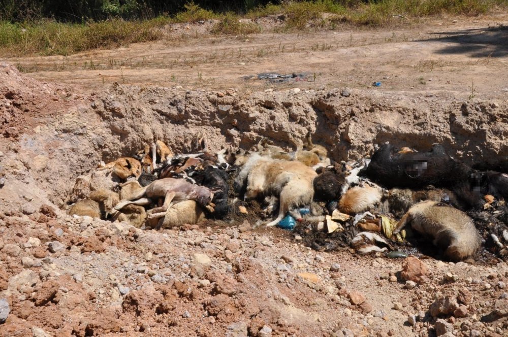 İBB Tuzla hayvan bakımevindeki skandalı yalanladı