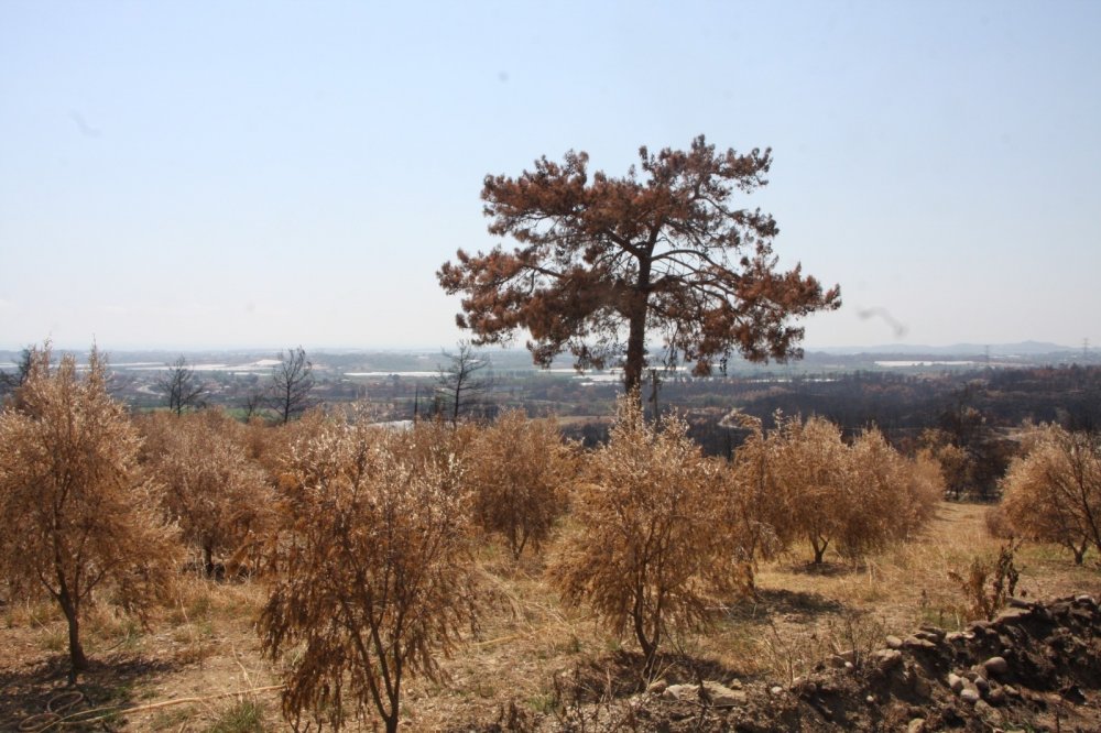 Manavgat'ta yaklaşık 500 bin zeytin ağacı yandı