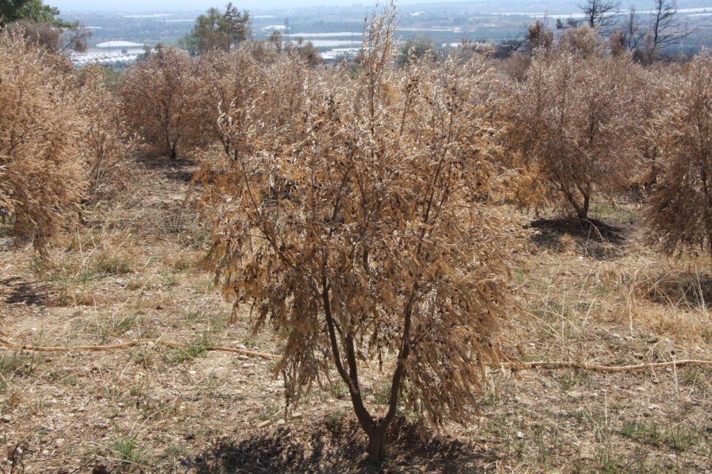 Manavgat'ta yaklaşık 500 bin zeytin ağacı yandı