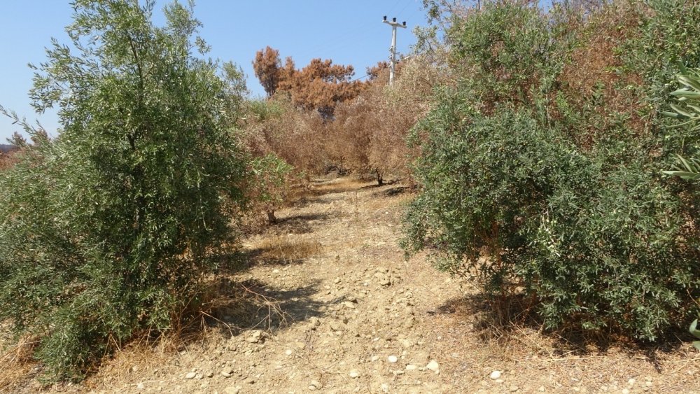 Manavgat'ta yaklaşık 500 bin zeytin ağacı yandı