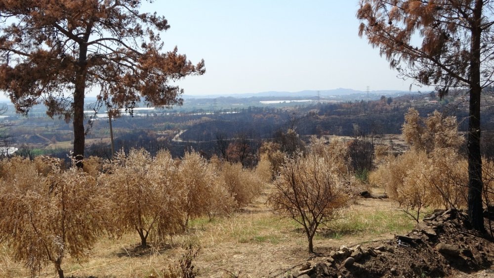 Manavgat'ta yaklaşık 500 bin zeytin ağacı yandı
