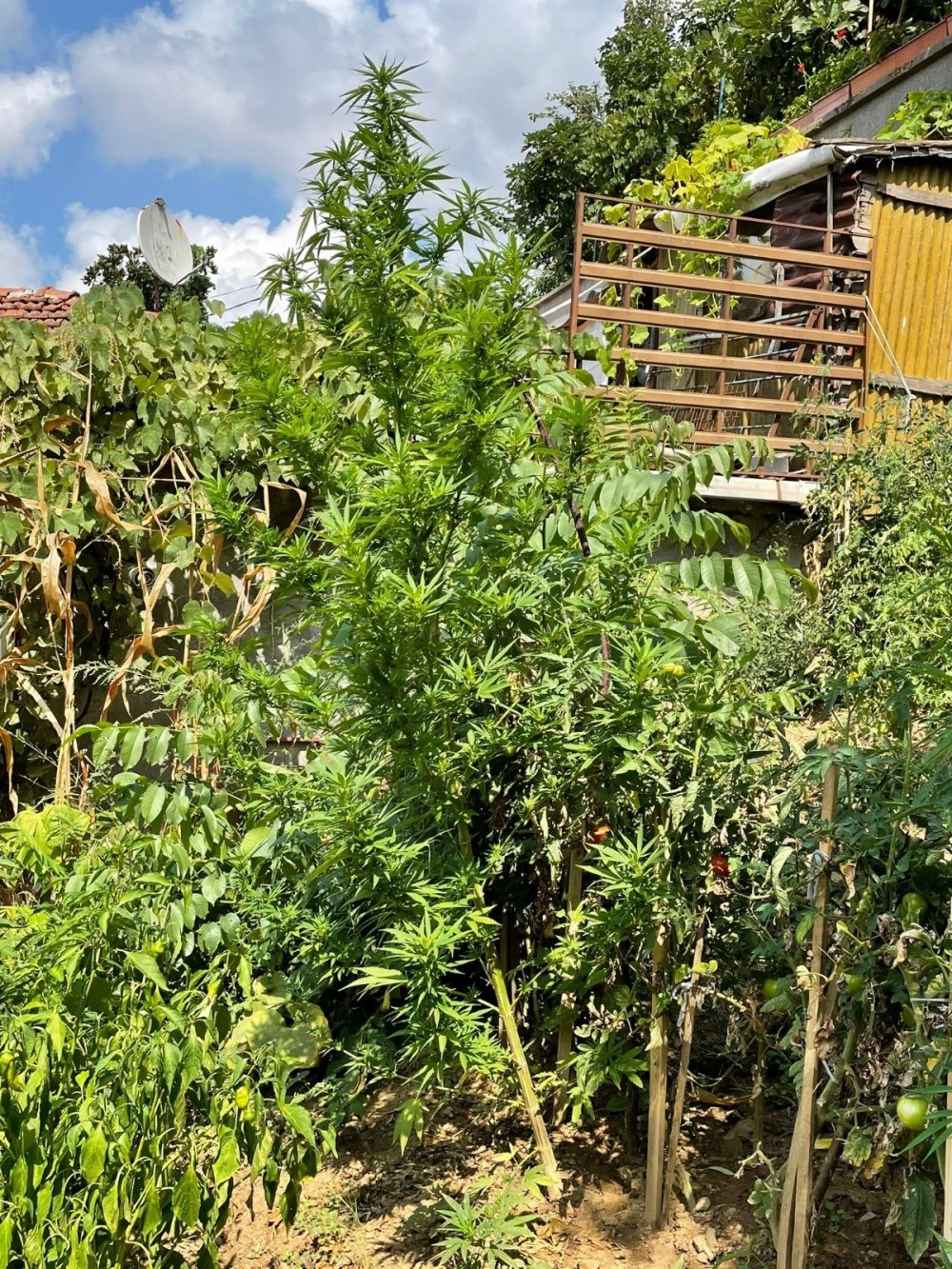 Evi kenevir tarlasına çevirdi! Gözaltına alınıp aynı gün serbest bırakıldı