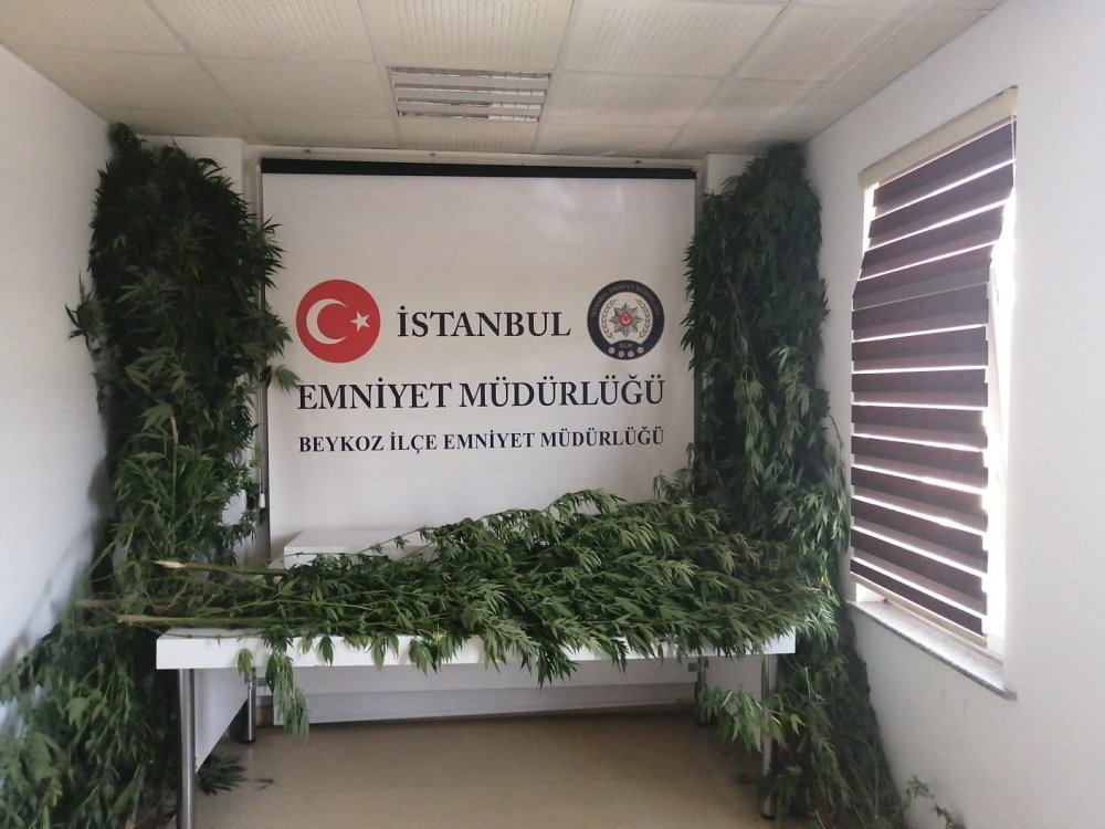 Evi kenevir tarlasına çevirdi! Gözaltına alınıp aynı gün serbest bırakıldı