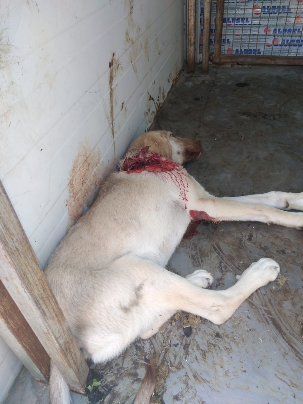 Konya'da aracın çarptığı yaralı köpeğe belediye sahip çıktı