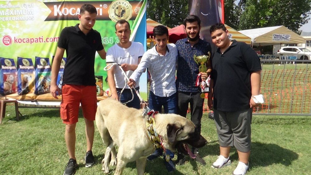 Türkiye'nin en iyi çoban köpekleri bir arada