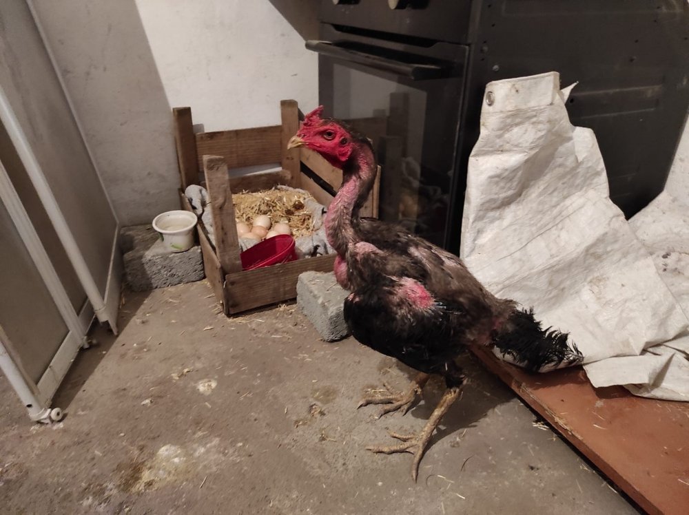 Bu nasıl horoz? Yumurtlayan horozun yumurtalarıdan civciv çıkması bekleniyor