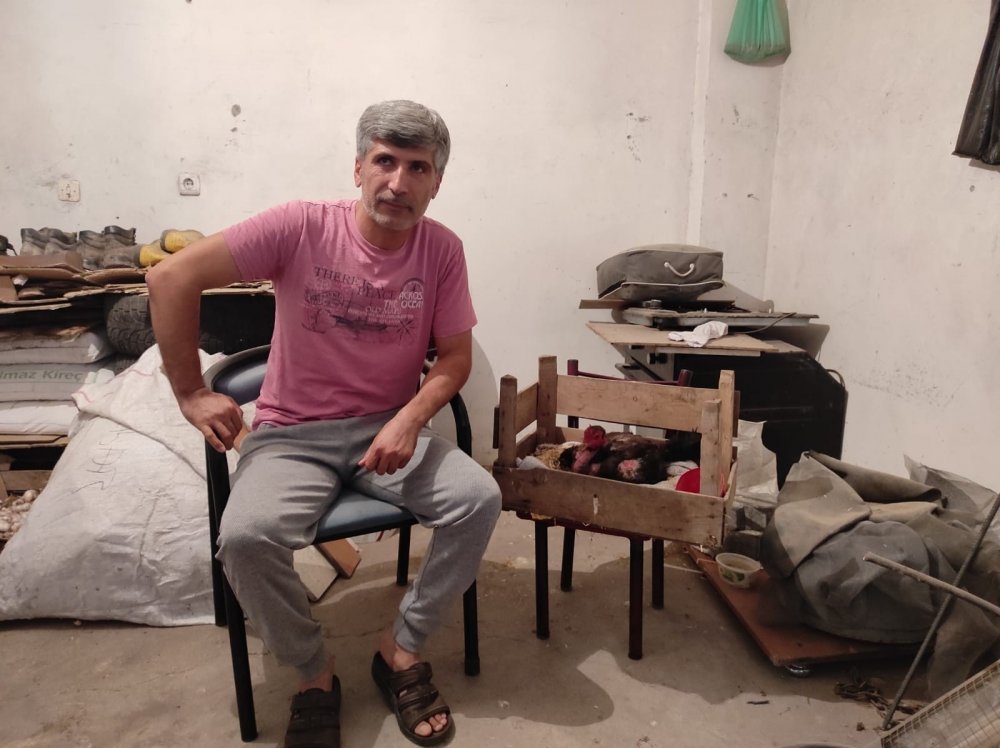 Bu nasıl horoz? Yumurtlayan horozun yumurtalarıdan civciv çıkması bekleniyor