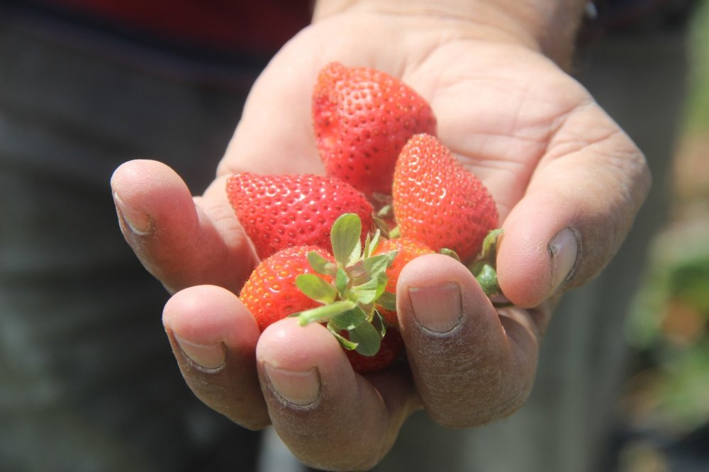 40 yıl Konya'da marangozluk yaptı şimdi mandıra filozofu hayatı yaşıyor