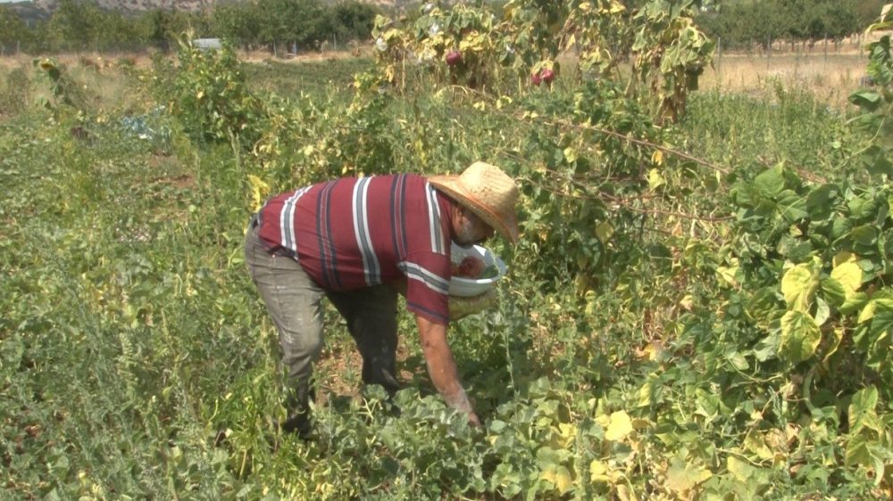 40 yıl Konya'da marangozluk yaptı şimdi mandıra filozofu hayatı yaşıyor