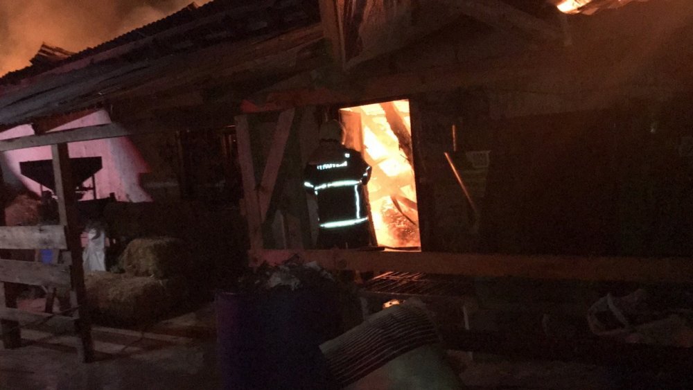 Besi çiftliği alev alev yandı! Hayvanlar son anda kurtarıldı