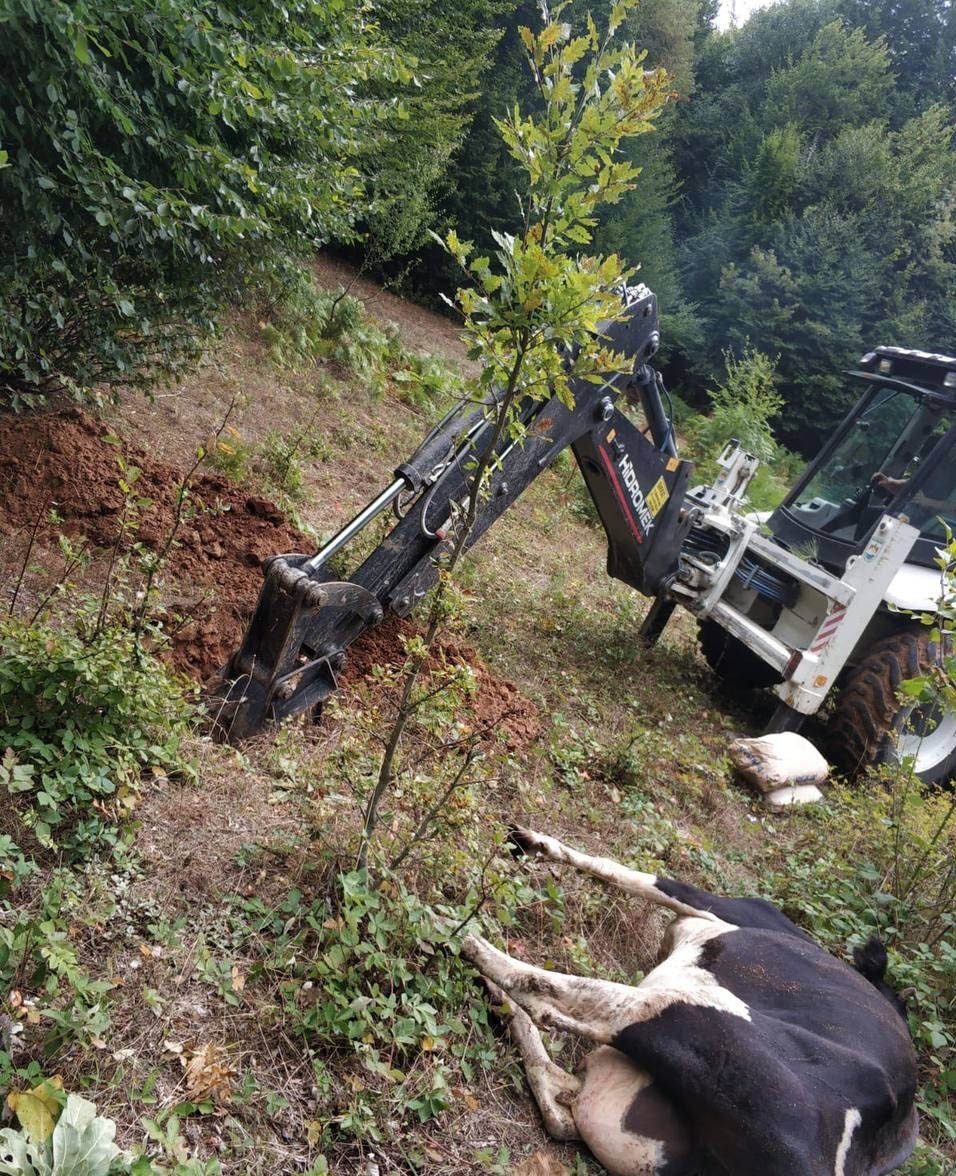 İznik'te kene alarmı! 1 haftada 20 hayvan öldü