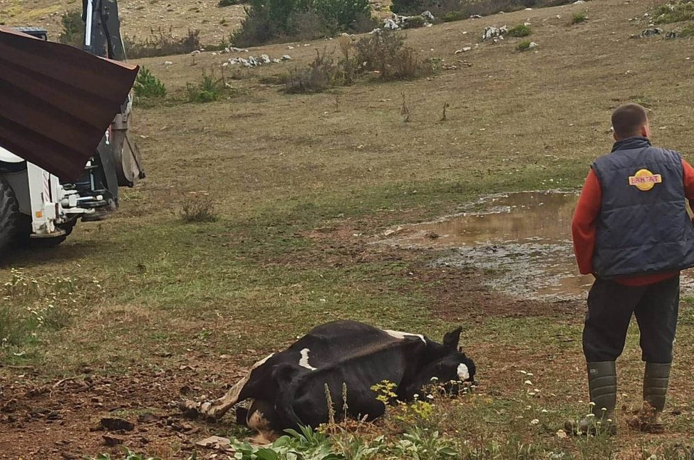 İznik'te kene alarmı! 1 haftada 20 hayvan öldü