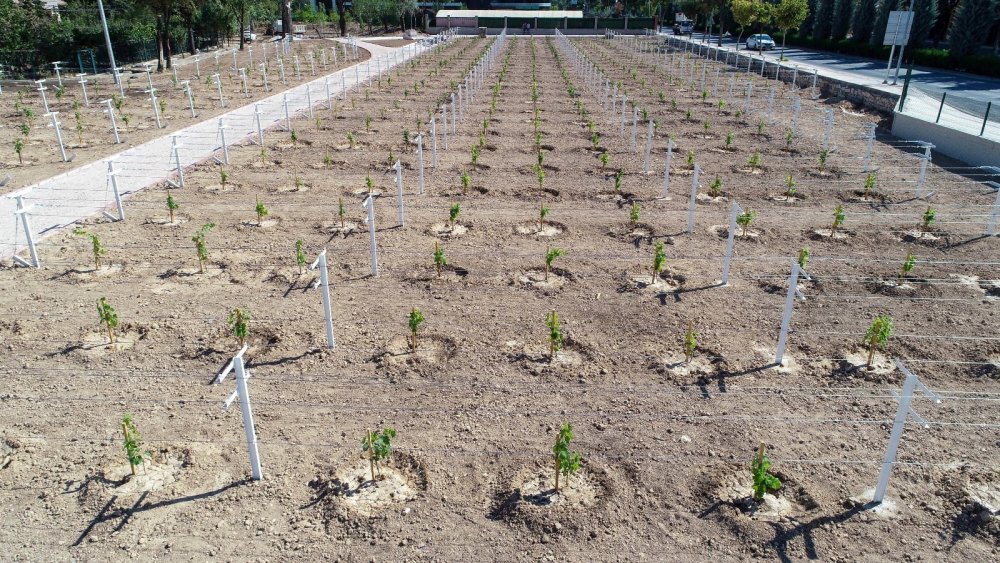 Evliya Çelebi'nin övgüyle söz ettiği 'Bağ-ı Meram' yeniden hayat buluyor