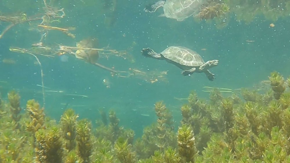 Antalya’nın en önemli içme suyu kaynağında kirlilik korkuttu