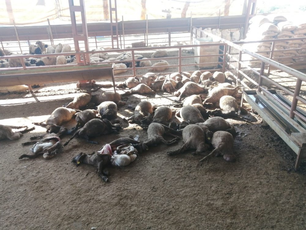Köpekler dehşet saçtı! Gece yarısı girdikleri ağılda 50 hayvanı telef ettiler