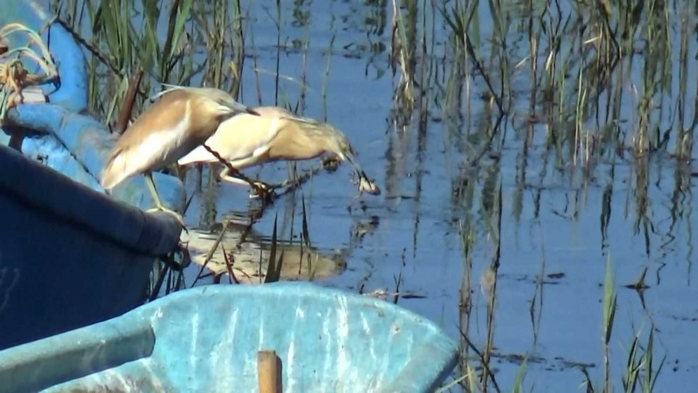 Konya'da tehlike sinyalleri! Beyşehir Gölü'nde sular 200 metreden fazla çekildi